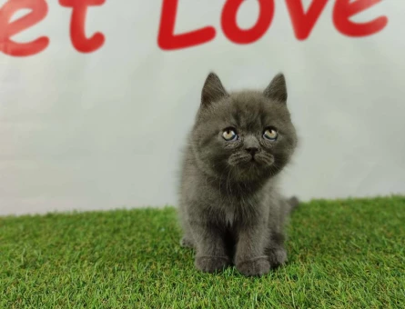 British Shorthair 2 Aylık Safkan Yavrular