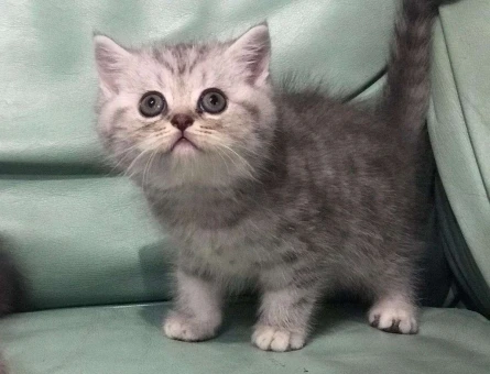 EN GÜZEL WHİSKAS RENGİ BRİTİSH SHORTHAİR