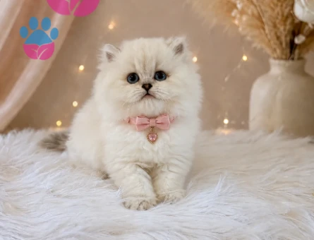 British Longhair Muhteşem Güzellikte Yavrumuz - 4525