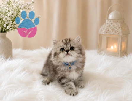 Göz Alıcı Silver Tabby Desenli British Longhair Erkek Yavrumuz - 4527