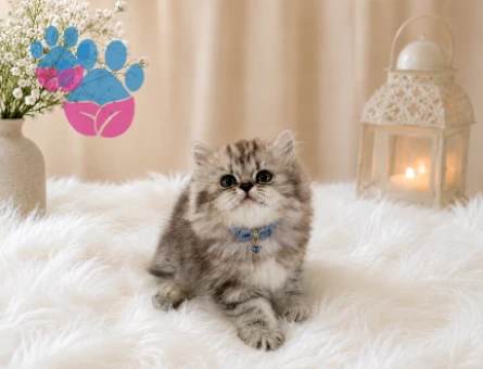 Göz Alıcı Silver Tabby Desenli British Longhair Erkek Yavrumuz - 4527
