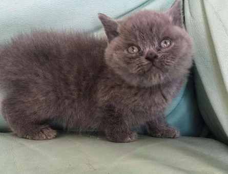 ORJİNAL SURAT BRİTİSH SHORTHAİR