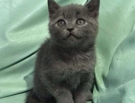 ORJİNAL BRİTİSH SHORTHAİR YAVRULARIMIZ