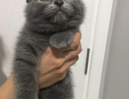 YUVARLAK KAFA SCOTTİSH FOLD DİŞİ VE ERKEK