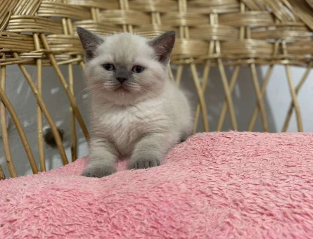 British Shorthair Silver Ns11 Erkek Yavru