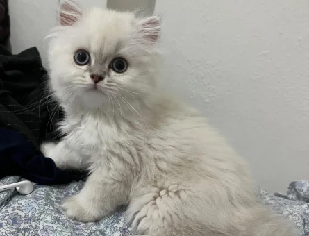 Secereli british longhair dişi yavru - 4608
