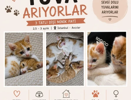 küçük yavru kızlarımıza yuva arıyoruz!! - 4610