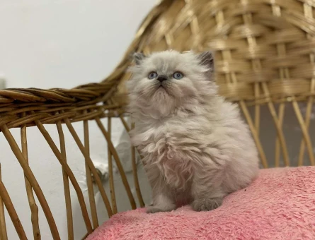 British Longhair Blue Point 2 Aylık Dişi