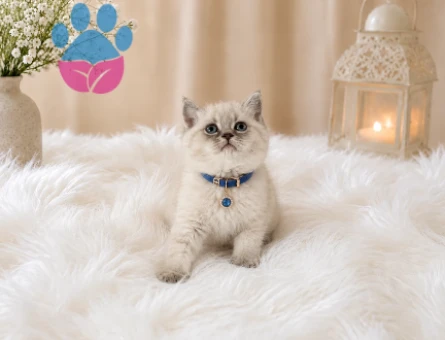 Top Kafa British Shorthair Blue Point Yakışıklımız - 4641