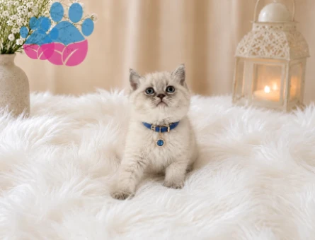 Top Kafa British Shorthair Blue Point Yakışıklımız - 4641