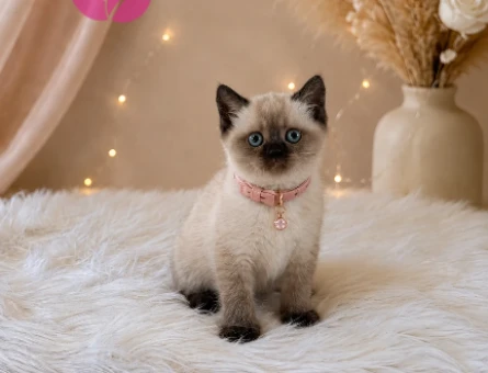 British Shorthair Dişi Yavrumuz 2 Aylık - 4647