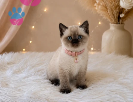 British Shorthair Dişi Yavrumuz 2 Aylık - 4647
