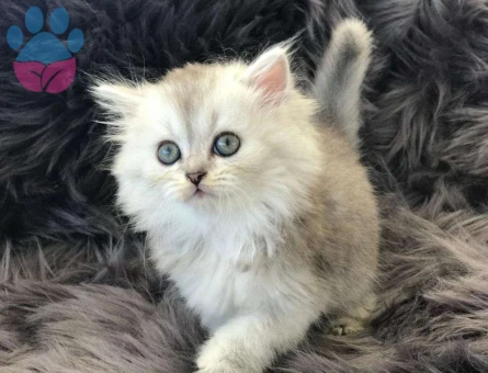 British Shorthair Silver NS11 Yavrumuz 2 Aylık