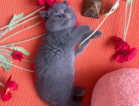 50 günlük gri scottish fold - 4652