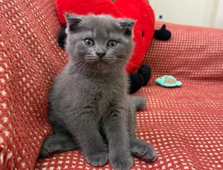 50 günlük gri scottish fold - 4652