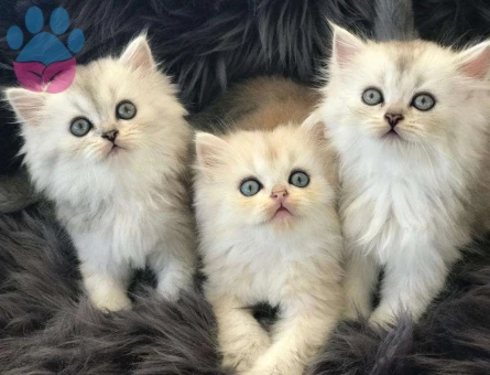 British Shorthair Silver NS11 2 Aylık Bebekler