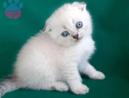 MUHTEŞEM SCOTTİSH FOLD BLUEPOİNT