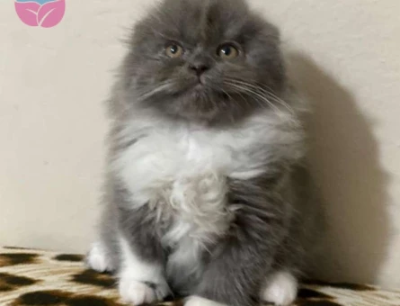 Safkan Scottish Fold Longhair Bicolor Dişi Yavrumuz