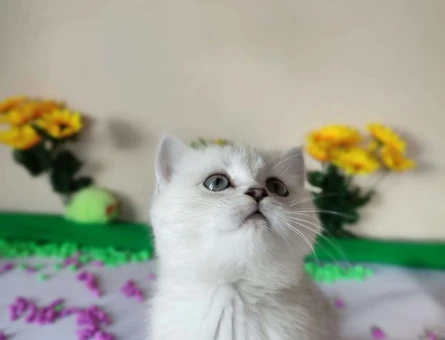 British Shorthair Ns11 Dişi Yavrumuz 2 Aylık