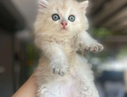 Safkan British Longhair Ns11 Yavru