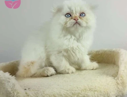 Safkan British Longhair Red Point Yavrularımız