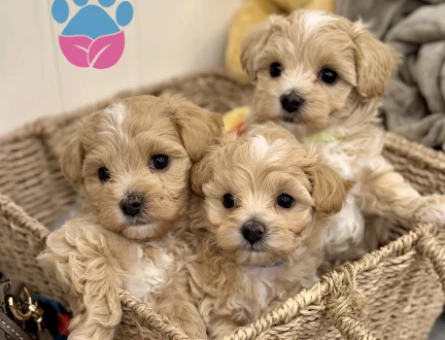 Maltipoo Mini Sevimli Bebekler - 4765