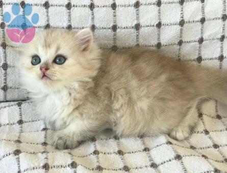 British Shorthair Muhteşem Kalite NS11 Yavrularımız