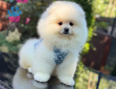 TADDY BEAR POMERANİAN BOO - 4819