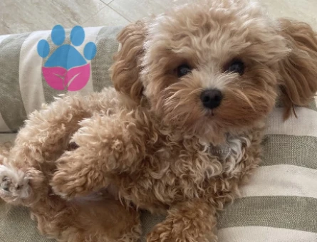Mini maltipoo bebekler - 4863