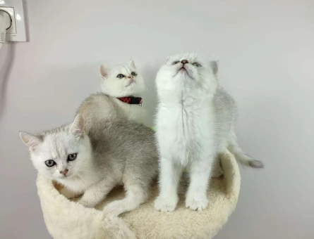 British shorthair Silver Shaded Ns11 Safkan Yavrular