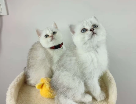 British Shorthair Silver Shaded Ns11 Yavrularımız
