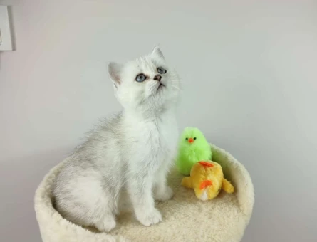 British Shorthair Silver Shaded Ns11 Erkek