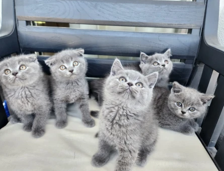 MİNİK PATİLER British Shorthair 2 Aylık - 4893