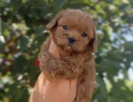 Orjinal Maltipoo 1 Yaşında Yuva Arıyor - 4954