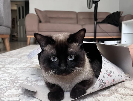 1 yaşında erkek siyam kedi - 5009