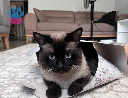 1 yaşında erkek siyam kedi - 5009