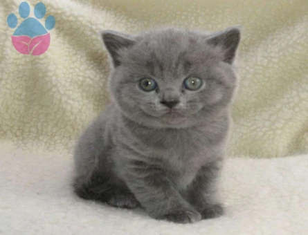 Safkan British Shorthair 2 Aylık Dişi