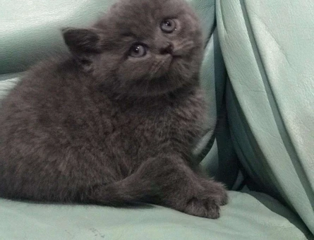 YUVARLAK KAFA BRİTİSH SHORTHAİR