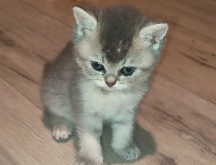 British Shorthair Sevimli Top Kafalar - 5107