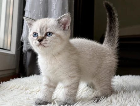 British Shorthair Colourpoint Dişi Yavru - 5127