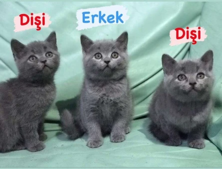 HARİKA GÜZELLİKTE BRİTİSH SHORTHAİR YAVRULARIMIZ