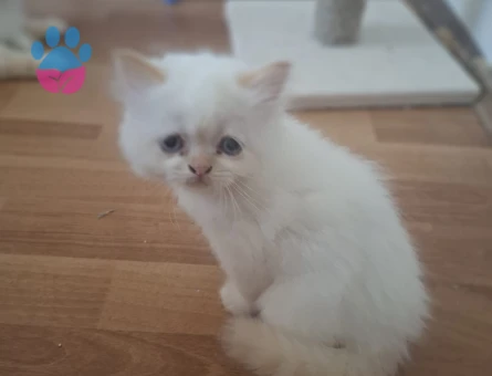 SCOTTİSH VE İRAN KEDİSİ KIRMASI - 5141