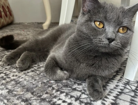 1 yaşında British Shorthair Dişi - 5147