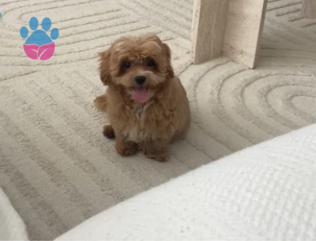 3,5 Aylık Maltipoo Yuva Arıyor - 5248