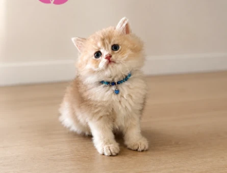 British Longhair Ay12 Erkek Yavrumuz - 5277