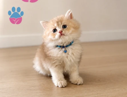 British Longhair Ay12 Erkek Yavrumuz - 5277