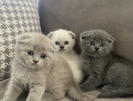2 Aylık Scottish Fold Yavrularımız - 5290