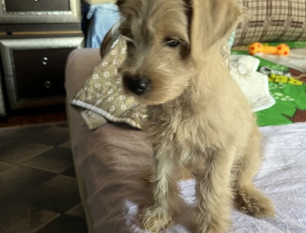 Maltipoo 3 Aylık Yuva Arıyor - 5303