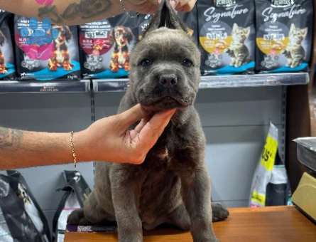 Cane Corsa 2 Aylık Yavrularımız - 5313