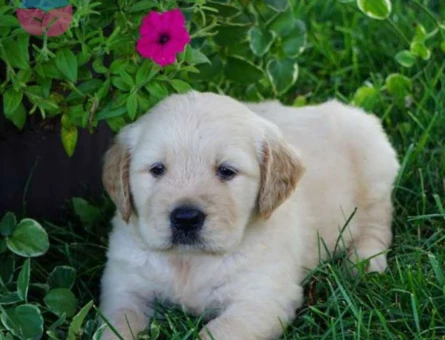 Show Kalite Golden Retriever Bebek Yavrular
